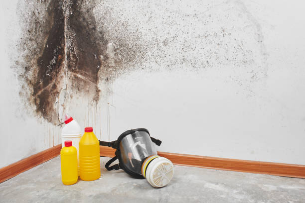 Attic Mold Removal in Inkerman, PA