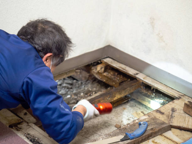 Best Attic Mold Removal  in Inkerman, PA