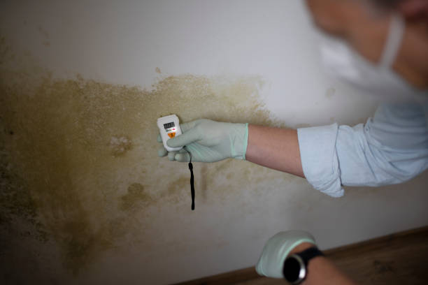 Best Certified Mold Removal  in Inkerman, PA