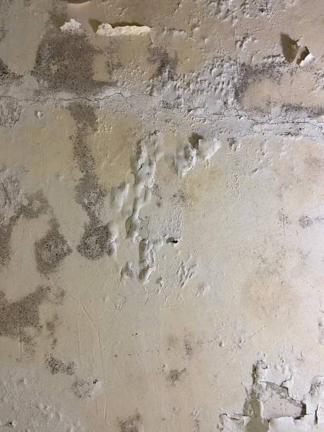Best Office Mold Removal Services  in Inkerman, PA
