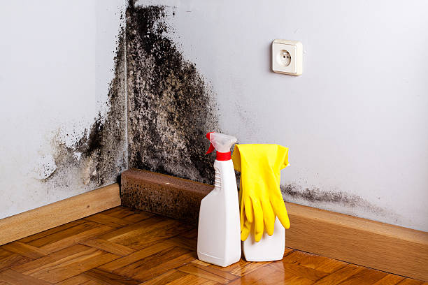 Certified Mold Removal in Inkerman, PA