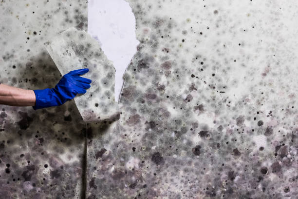 Best Professional Mold Removal  in Inkerman, PA